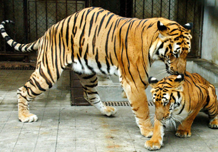 Two South China tigers flirt with 
each other 
in the South China Tiger-Breeding Base in Suzhou, East China's Jiangsu Province, May 23, 2006. The 7-year-old male tiger mates with the 3-year-old female tiger naturally, and they were not injected with any drug to provoke their instincts, said officials in the base. The South China tiger, which could be found only in China, is listed in the IUCN Red List of Threatened Species. Chinese animal breeding specialists have in the past tried a number of methods to boost numbers of animals close to extinction. [Xinhua]