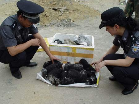 Chinese railway policemen arrange bear paws seized in a campaign against illegal killing or transportaion of protected wild animals at Chengdu, Southwest China's Sichuan Province, June 15, 2006. [Sichuan News Website]