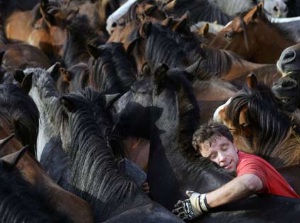 A reveller tries to hold a wild horse during the "Rapa Das Bestas" traditional event in the Spanish northwestern village of Sabucedo July 1, 2006. On the first weekend of the month of July, hundreds of wild horses are rounded up, trimmed and groomed in different villages in Spain's northwestern region of Galicia. [Reuters]