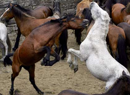 Two horses fight during the "Rapa Das Bestas" traditional event in the Spanish northwestern village of Sabucedo July 2, 2006. On the first weekend of the month of July, hundreds of wild horses are rounded up, trimmed and groomed in different villages in Spain's northwestern region of Galicia.