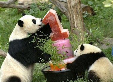 Tai Shan, right, and his mother Mei Xiang, take a close look at a frozen treat that was made for him on his first birthday, Sunday, July 9, 2006, in the outdoor panda exhibit at the National Zoo in Washington. The frozen melange was filled with apples, yams, carrots and fruit juices. More than 1.2 million have visited the panda exhibit since the cub first went on display last December. (AP Photo/Leslie E. Kossoff) 