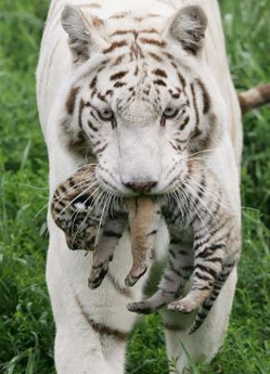 Baby+white+tiger+cubs