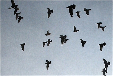 pigeons flying