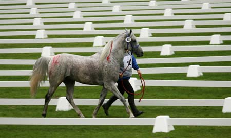 Argentina's ZC Hyshah led by his rider Susana Lima is tested for fitness at the first vet check of the 160 kilometer endurance ride of the World Equestrian Games in Aachen August 21, 2006.