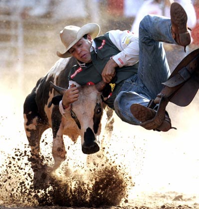A cowboy competes in the bulldogging event at the Barretos Rodeo International Festival in Barretos, about 438 km (272 miles) northwest of Sao Paulo, August 27, 2006.
