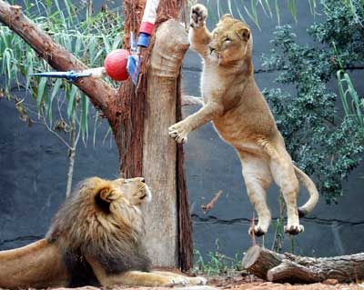 An African Lion known as Jambo (L) watches his mate Kuchani leap for a bungee ball in their new enclosure at Sydney's Taronga Zoo August 29, 2006. Jambo and Kuchani were joined by their two cubs Asali and Johari, in a newly renovated enclosure to mark the cubs third birthday.