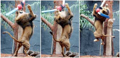 This combo picture shows an African Lion known as Jambo playing with a bungee ball in its new enclosure at Sydney's Taronga Zoo August 29, 2006. Jambo, his mate Kuchani, and two cubs Asali and Johari, were released into their newly renovated enclosure to mark the cubs' third birthday.