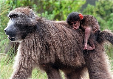 A female baboon and her young in South Africa. Lessons ground to a halt at a remote South African school when a troop of baboons crashed through the ceiling of a packed classroom terrorising students(AFP/File/Anna Zieminski) 