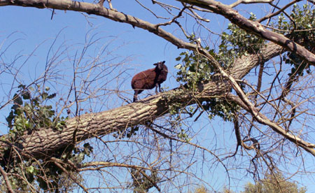 a young sheep climbs a fallen