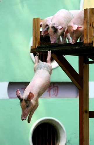 ,,diving piglets,,