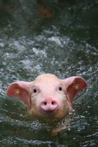 tumblr zoo Diving piglets