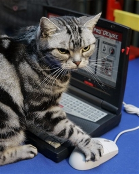 Maverick, a 7-year-old American Shorthair Silver Classic Tabby, uses a mouse on a toy computer during a preview of the 2006 CFA-Iams Cat Championship at New York's Madison Square Garden, Wednesday Oct. 11, 2006. More than 300 felines will compete at the show this weekend to celebrate the 100th anniversary of the Cat Fanciers' Association. 