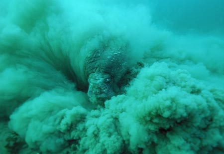 A competition winning photograph entitled "Beast of the Sediment" by Goran Ehlme is seen in this undated handout released by the Natural History Museum in London on October 18, 2006. The overall winning photo shows a walrus gorging on bivalve shells off northeast Greenland. The Shell Wildlife Photographer of the Year Competition is organised by the Natural History Museum and BBC Wildlife Magazine. 