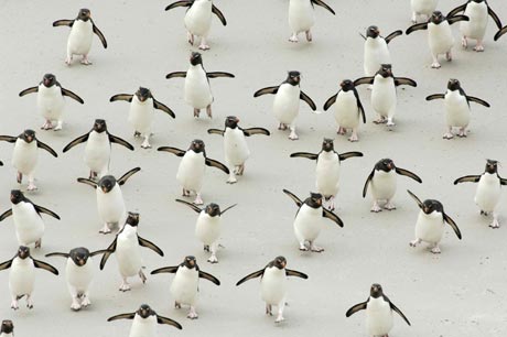 A competition winning photograph entitled "Rockhopper rush-hour" by Solvin Zankl is seen in this undated handout released by the Natural History Museum in London on October 18, 2006. The photo, which is specially commended in the Animal Behaviour category, shows a big group of rockhoppers returning from foraging at sea. The Shell Wildlife Photographer of the Year Competition is organised by the Natural History Museum and BBC Wildlife Magazine.