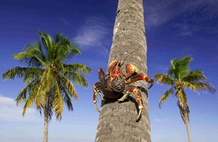A competition winning photograph entitled "Coconut crab going up" by Jan Vermeer is seen in this undated handout released by the Natural History Museum in London on October 18, 2006. The "Animals in their Environment" winner shows a coconut crab climbing a palm tree in Aldabra in the Indian Ocean. The Shell Wildlife Photographer of the Year Competition is organised by the Natural History Museum and BBC Wildlife Magazine.