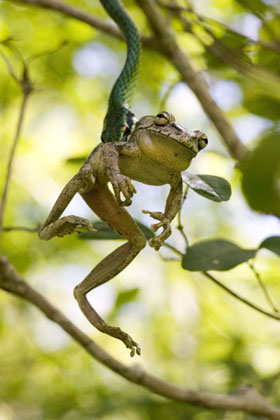 A competition winning photograph entitled "The dilemma" by Rick Stanley is seen in this undated handout released by the Natural History Museum in London on October 18, 2006. The "Young wildlife photographer of the Year" overall winner winner shows a Hispaniolan tree frog caught by a green vine snake in the Dominican Republic. The Shell Wildlife Photographer of the Year Competition is organised by the Natural History Museum and BBC Wildlife Magazine.