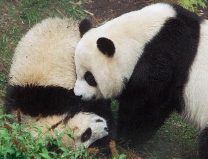 Giant panda cub Tai Shan (L) plays with his mother Mei Xiang during the opening of the Giant Panda Habitat and Asia Trail at the National Zoo in Washington, October 17, 2006.
