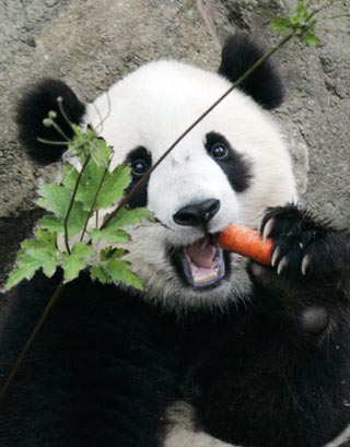 The National Zoo's baby panda Tai Shan munches on a carrot in the Giant Panda Habitat of the new Asia Trail area at the zoo in Washington October 11, 2006. [Reuters]