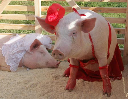 Pigs take a rest in an enclosure during the first salo-lovers (pig's fat-lovers) championship in the town of Lutsk, 400 km (249 miles) north-west of Ukraine's capital Kiev October 22, 2006.