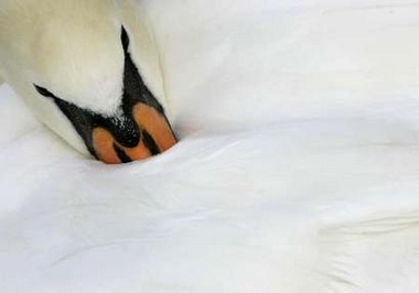 A swan rests in Munich's park of Nymphenburg castle October 18, 2006.