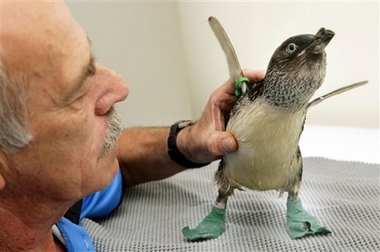 'Elvis,' a Blue penguin gets his new shoes checked from Penguin minder Bob Morgan at the International Antarctic Centre in Christchurch, New Zealand, Thursday, Nov. 9, 2006. The innovative shoe has been designed to fit over the feet of Little Blue penguins to keep them dry and free from infection after suffering problems when they moved to a new exhibit. 