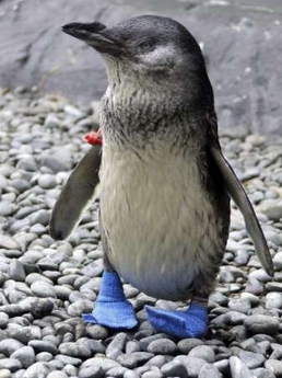 A penguin called Elvis wears a new pair of blue shoes at the Antarctic Centre's Penguin Encounter display in Christchurch, November 7, 2006. Elvis and 16 other penguins who arrived at the International Antarctic Centre in September have been given specially designed shoes after several penguins developed sore feet in their new home, according to Antarctic Centre director Richard Benton. Picture taken November 7, 2006.