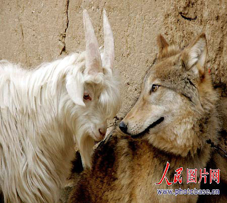 Wolf And Goat