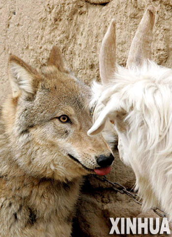 Wolf And Goat