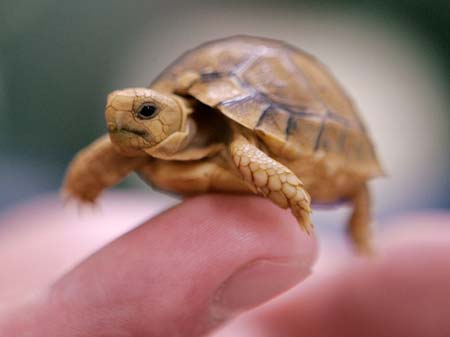 A newborn Egyptian Tortoise sits on the finger of its keeper at Chester Zoo in north west England May 23, 2006. The zoo has hatched six of the Testudo Kleinmanni tortoises which are currently on the critically endangered list. 