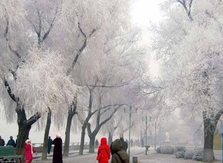A general view of trees covered with frost in Harbin, Northeast China's Heilongjiang Province January 2, 2006. [Xinhua]