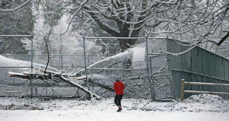 A local resident looks at damage caused to a tennis court by a fallen tree in Vancouver's Stanley Park January 10, 2007. Another storm blew into the area packing strong winds and knocking down more trees to be followed by an overnight snow fall and cold temperatures. Vancouver has now weathered 14 storms over the last couple months felling hundreds of trees and causing never ending power outages.