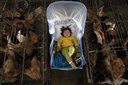A baby lies in a stroller placed between chicken cages at a poultry wholesale market in Wuhan city, Central China's Hupei Province, April 19, 2006. The Ministry of Health confirmed a human bird-flu case in Wuhan on April 18, 2006. [Qiu Yan/Wuhan Evening News]