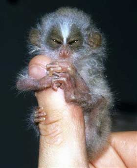 A baby Slender Loris is seen in this undated handout image released by the Zoological Society of London on January 15, 2007. Scientists launched a bid on Tuesday to save some of the world's rarest and most neglected creatures from extinction. With an initial list of just 10, including a venomous shrew-like creature, an egg-laying mammal and the world's smallest bat, the programme will give last ditch conservation aid where to date there has been little or none. (Zoological 