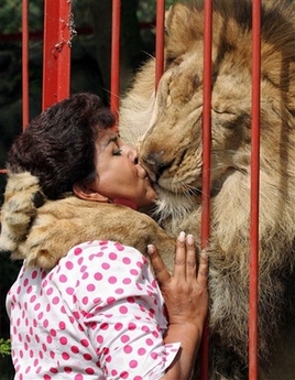 Ana Julia Torres kisses Jupiter, an African lion she rescued malnourished from a circus six years ago, at her Villa Lorena animal shelter, in Cali, Colombia, Friday, Jan. 5, 2007. Ana Julia Torres is the owner of the 12-year-old shelter that rescues sick and mistreated animals from all over Colombia.(AP Photo/Inaldo Perez) 