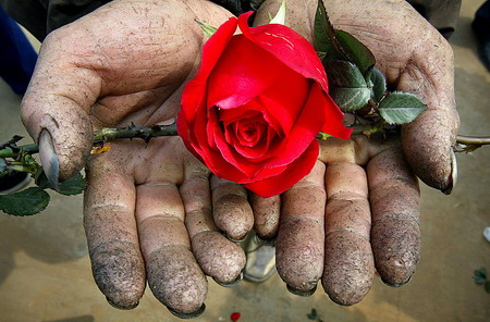 A farmer holds a red rose at a market in Guangzhou, South China's Guangdong Province, February 10, 2006. [Wang Xiaoming/New Express]