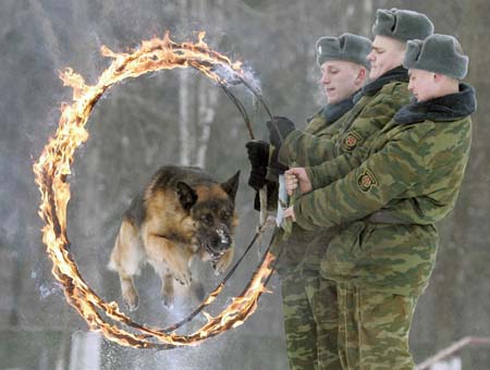 An army dog jumps through burning rings at a dog training ground of the Belarussian Defence Ministry near the village of Kolodishchi, outside Minsk January 25, 2007. After completing the training the dogs will fulfil a variety of tasks in the military such as seeking explosives, mines or drugs. 