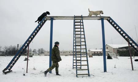 Dogs climbs part of an obstacle course at a dog training ground of the Belarussian Defence Ministry near the village of Kolodishchi outside Minsk January 25, 2007. After completing the training the dogs will fulfil a variety of tasks in the military such as seeking explosives, mines or drugs.