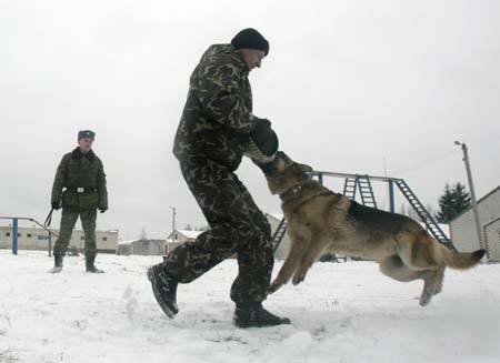 A military instructor trains a dog at a dog training ground of the Belarussian Defence Ministry near the village of Kolodishchi outside Minsk January 25, 2007. After completing the training the dogs will fulfil a variety of tasks in the military such as seeking explosives, mines or drugs. 