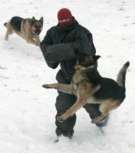 A military instructor trains dogs at a dog training ground of the Belarussian Defence Ministry near the village of Kolodishchi outside Minsk January 25, 2007. After completing the training the dogs will fulfil a variety of tasks in the military such as seeking explosives, mines or drugs.