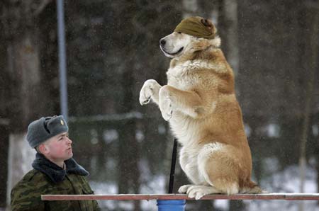 A blindfolded dog sits on a balance beam at a dog training ground of the Belarussian Defence Ministry near the village of Kolodishchi outside Minsk January 25, 2007. After completing the training the dogs will fulfill a variety of tasks in the military such as seeking explosives, mines or drugs. 