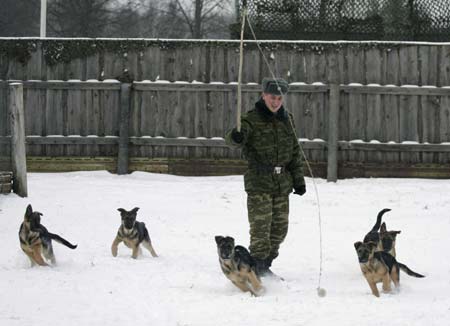 A military instructor plays with dogs at a dog training ground of the Belarussian Defence Ministry near the village of Kolodishchi outside Minsk January 25, 2007. After completing the training the dogs will fulfill a variety of tasks in the military such as seeking explosives, mines or drugs. 