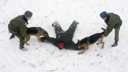 Military instructors train dogs in detaining a person at a dog training ground of the Belarussian Defence Ministry near the village of Kolodishchi outside Minsk January 25, 2007. After completing the training the dogs will fulfil a variety of tasks in the military such as seeking explosives, mines or drugs.