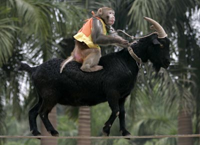 ,nanning,goat,monkey,