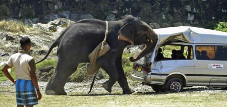 An elephant destroys a minibus after throwing it's rider and going on a rampage during Sri Lanka's sixth annual elephant polo tournament in Galle February 14, 2007. Abey, a four-tonne eighteen-year-old elephant, threw off his mahout and American rider and went on a rampage destroying a vehicle before being subdued. 