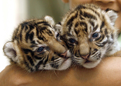 Sumatran,tiger cubs 