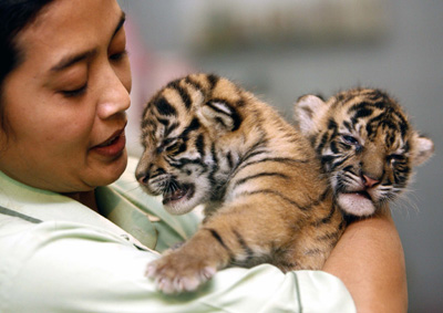 Sumatran,tiger cubs 