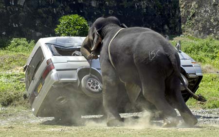 An elephant destroys a minibus after throwing it's rider and going on a rampage during Sri Lanka's sixth annual elephant polo tournament in Galle February 14, 2007. Abey, a four-tonne eighteen-year-old elephant, threw off his mahout and American rider and went on a rampage destroying a vehicle before being subdued. 