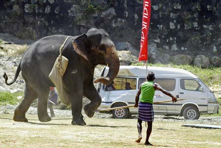 A mahout tries to control a polo elephant after it threw it's rider and went on a rampage during Sri Lanka's sixth annual elephant polo tournament in Galle February 14, 2007. Abey, a four-tonne eighteen-year-old elephant, threw off his mahout and American rider and went on a rampage destroying a vehicle before being subdued. 
