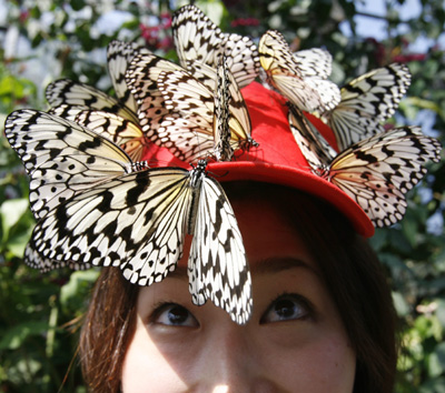 ,butterflies,Oogomadara