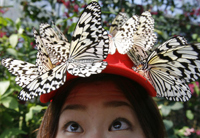 ,butterflies,Oogomadara